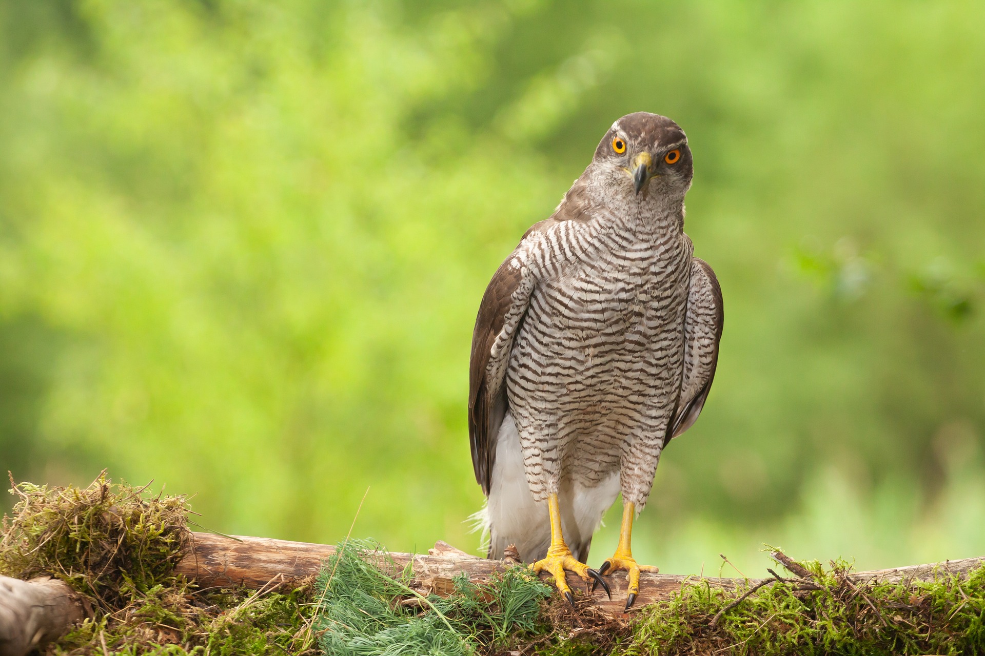 goshawk-g1123923b0-1920.jpg