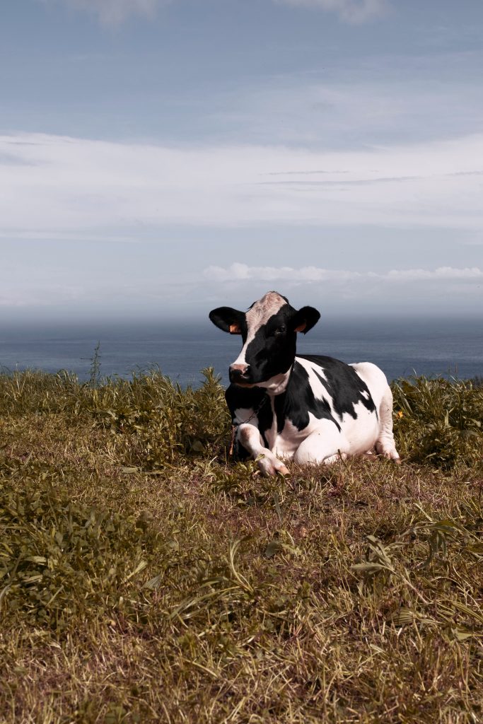 Uma vaca a descansar no pasto com vista para o mar, nos Açores.